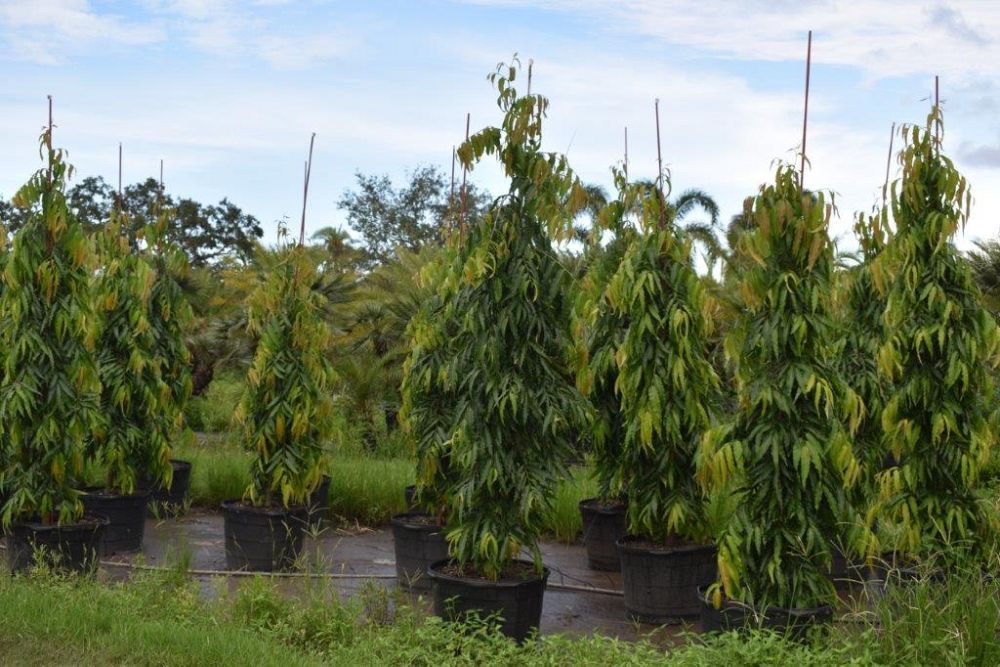 polyalthia-longifolia-pendula-mast-tree-false-ashoka-tree-sorrowless-tree