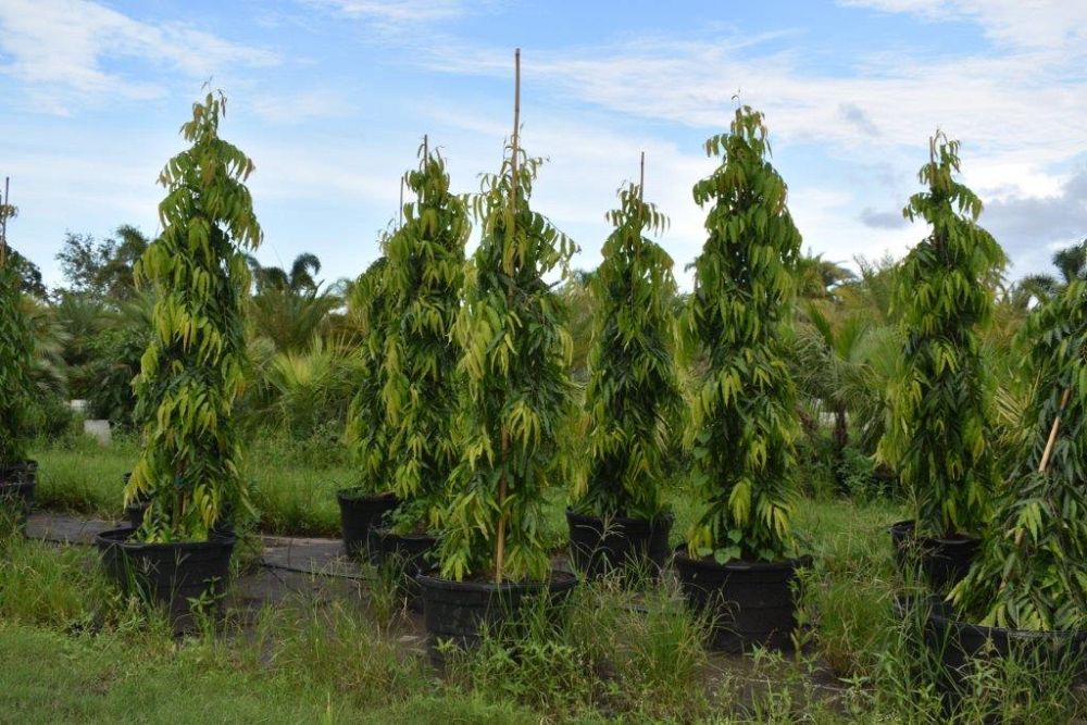 polyalthia-longifolia-pendula-mast-tree-false-ashoka-tree-sorrowless-tree