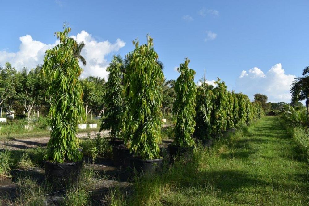 polyalthia-longifolia-pendula-mast-tree-false-ashoka-tree-sorrowless-tree
