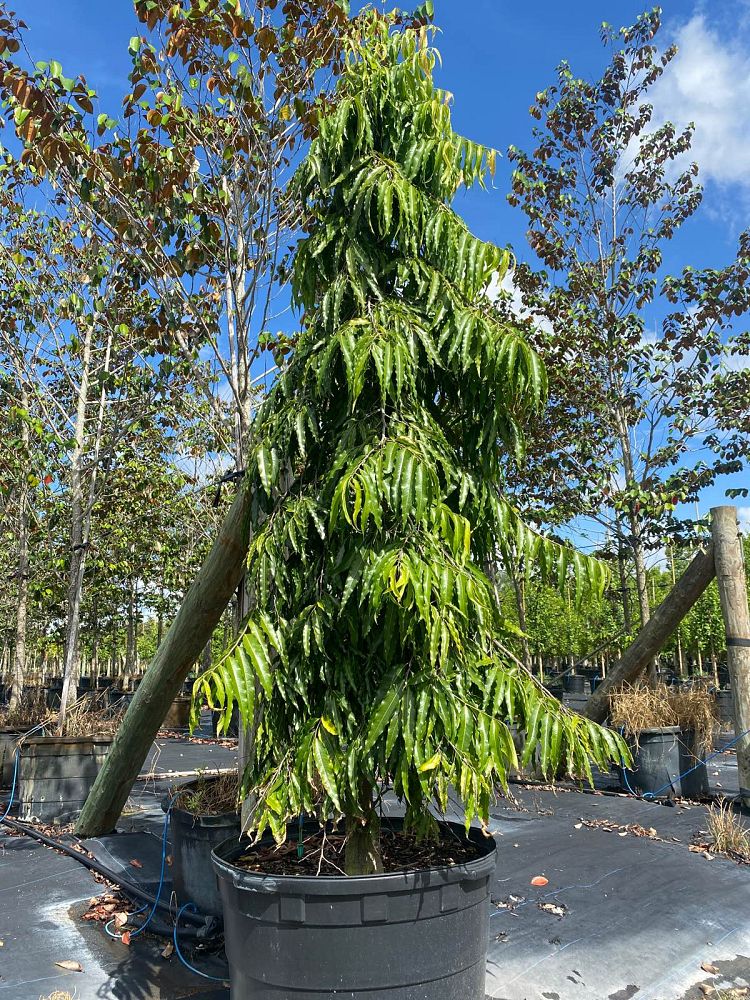 polyalthia-longifolia-pendula-mast-tree-false-ashoka-tree-sorrowless-tree
