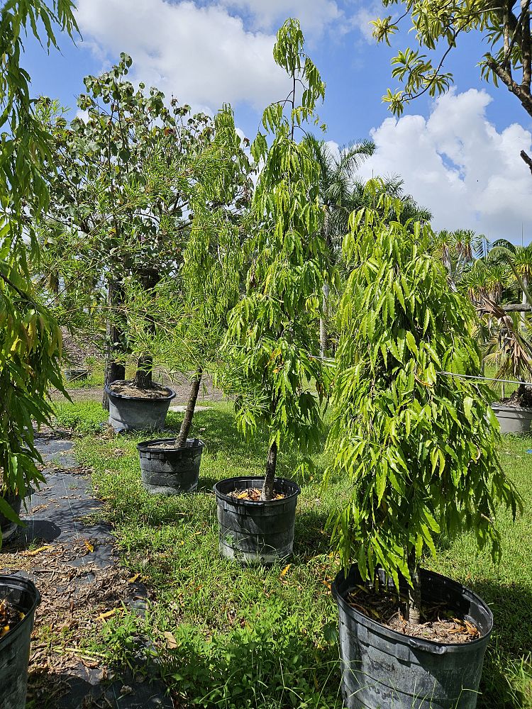 polyalthia-longifolia-pendula-mast-tree-false-ashoka-tree-sorrowless-tree