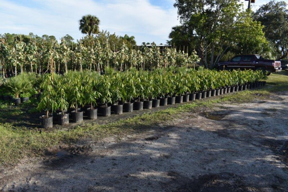 polyalthia-longifolia-pendula-mast-tree-false-ashoka-tree-sorrowless-tree
