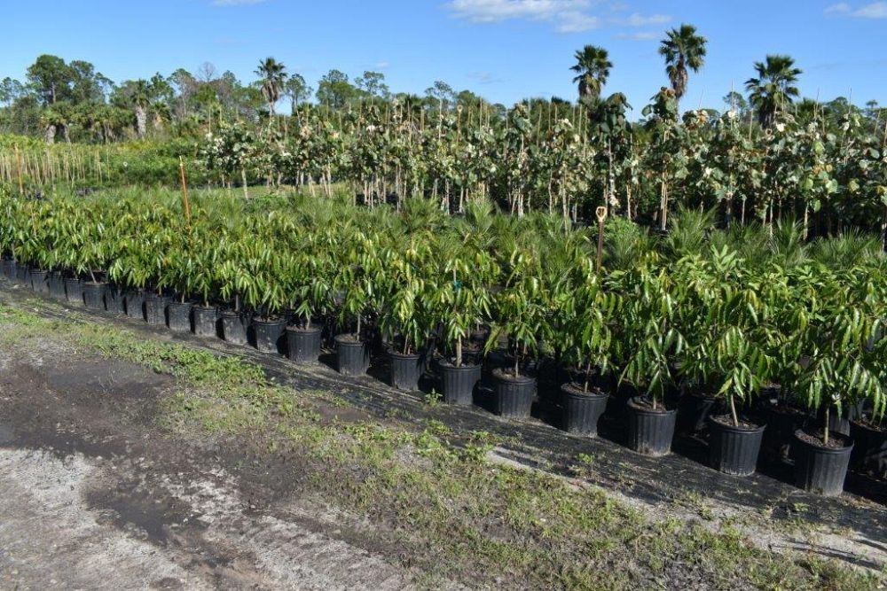 polyalthia-longifolia-pendula-mast-tree-false-ashoka-tree-sorrowless-tree