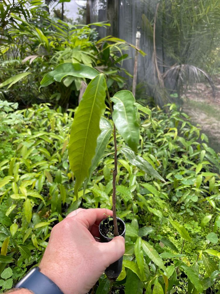 polyalthia-longifolia-pendula-mast-tree-false-ashoka-tree-sorrowless-tree