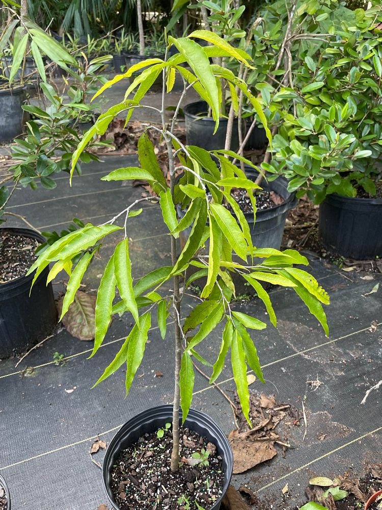 polyalthia-longifolia-pendula-mast-tree-false-ashoka-tree-sorrowless-tree