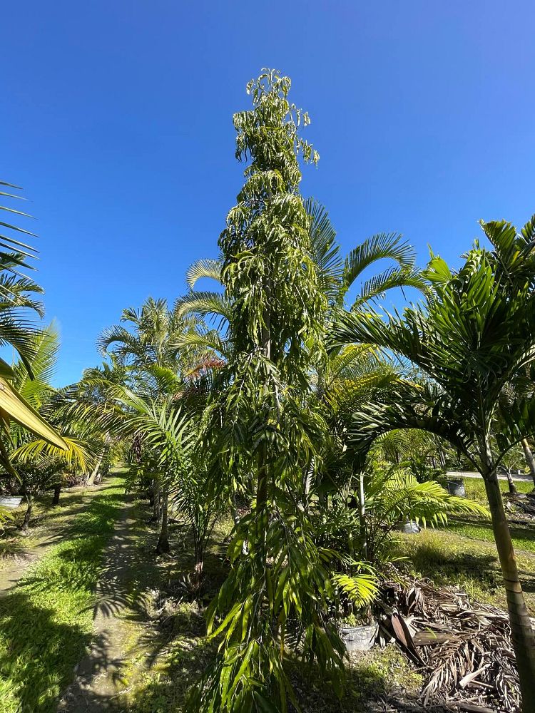 polyalthia-longifolia-pendula-mast-tree-false-ashoka-tree-sorrowless-tree