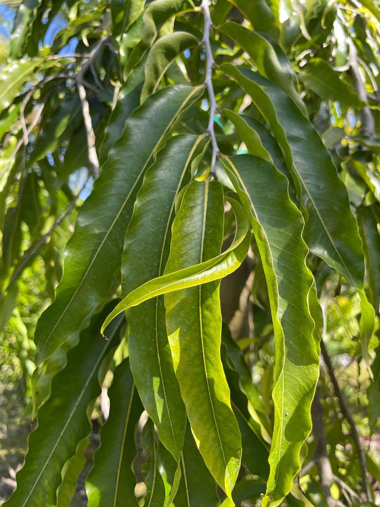 polyalthia-longifolia-pendula-mast-tree-false-ashoka-tree-sorrowless-tree