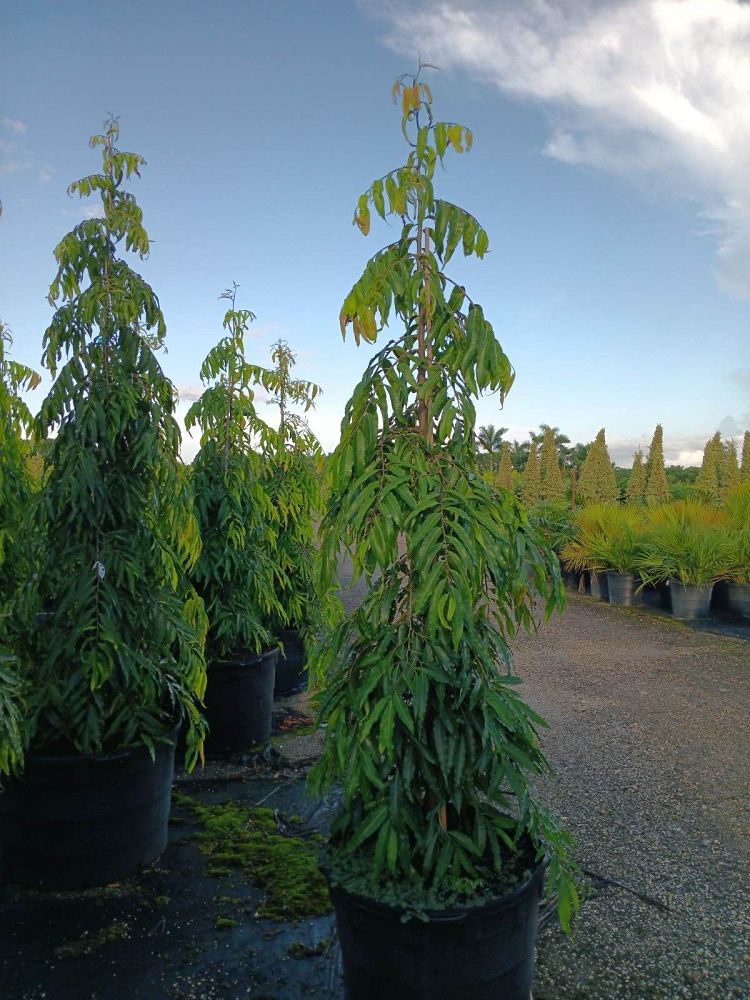 polyalthia-longifolia-pendula-mast-tree-false-ashoka-tree-sorrowless-tree