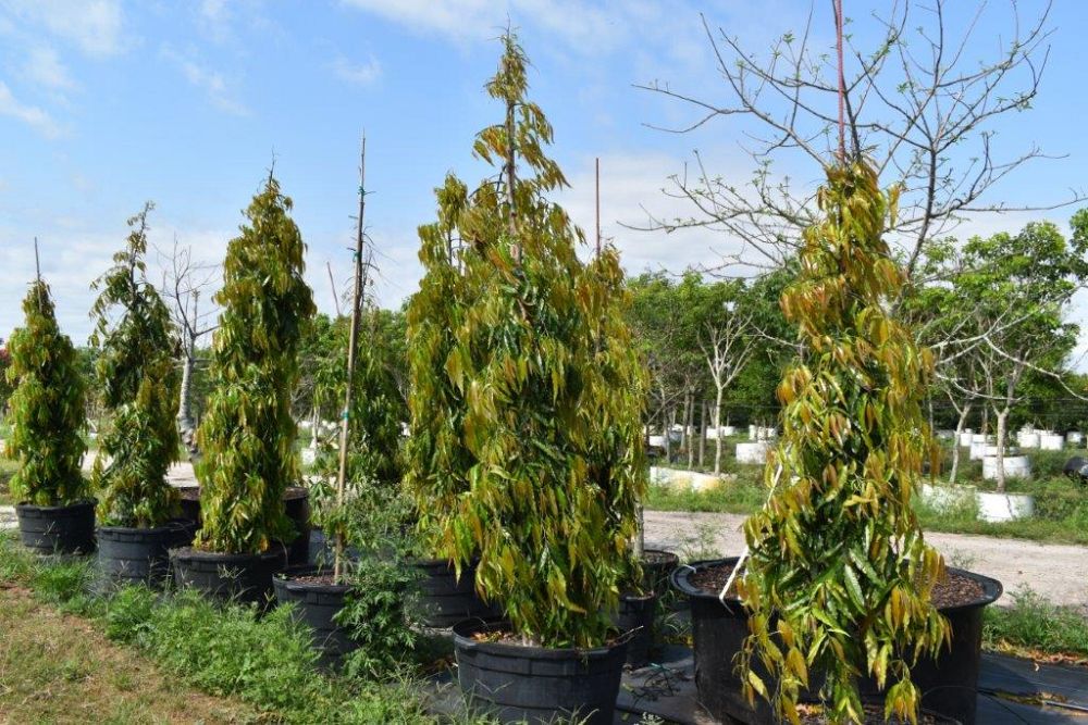 polyalthia-longifolia-pendula-mast-tree-false-ashoka-tree-sorrowless-tree