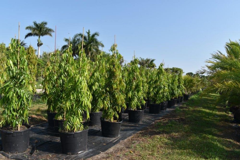 polyalthia-longifolia-pendula-mast-tree-false-ashoka-tree-sorrowless-tree