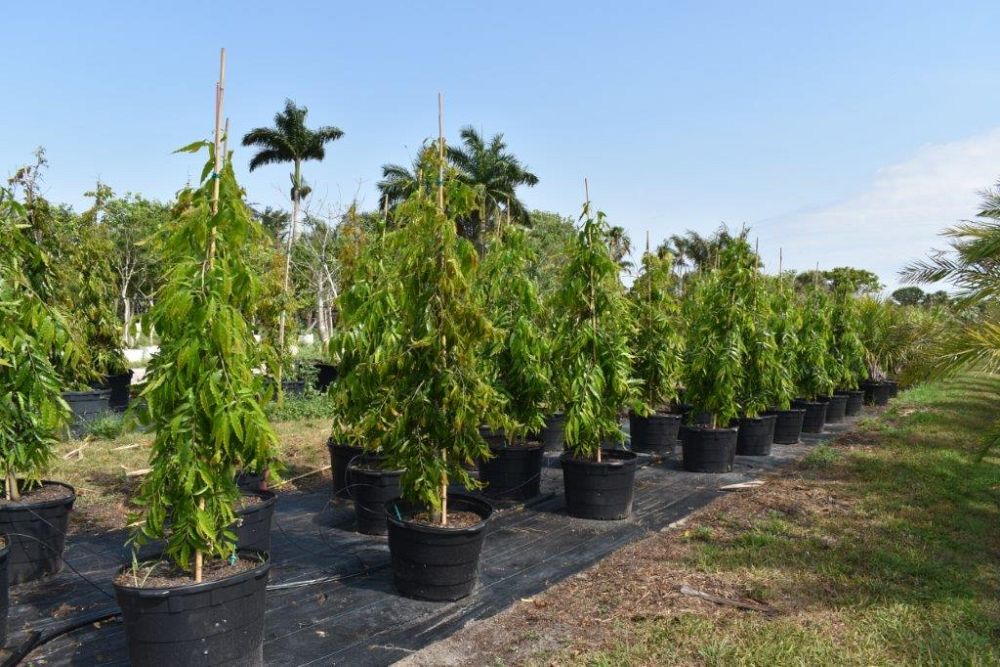 polyalthia-longifolia-pendula-mast-tree-false-ashoka-tree-sorrowless-tree