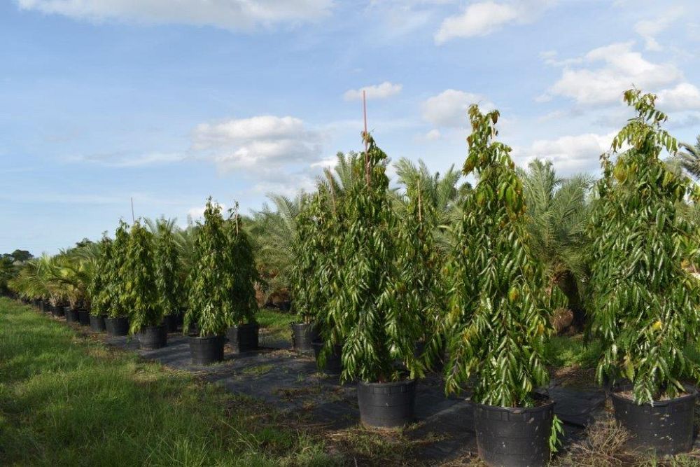 polyalthia-longifolia-pendula-mast-tree-false-ashoka-tree-sorrowless-tree