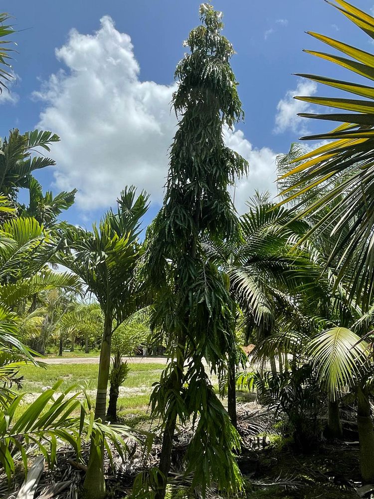 polyalthia-longifolia-pendula-mast-tree-false-ashoka-tree-sorrowless-tree
