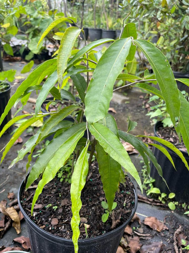 polyalthia-longifolia-pendula-mast-tree-false-ashoka-tree-sorrowless-tree