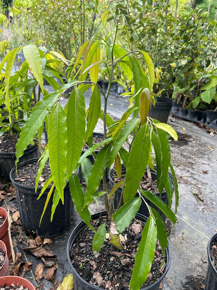 polyalthia-longifolia-pendula-mast-tree-false-ashoka-tree-sorrowless-tree