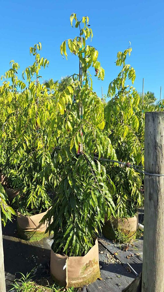polyalthia-longifolia-pendula-mast-tree-false-ashoka-tree-sorrowless-tree
