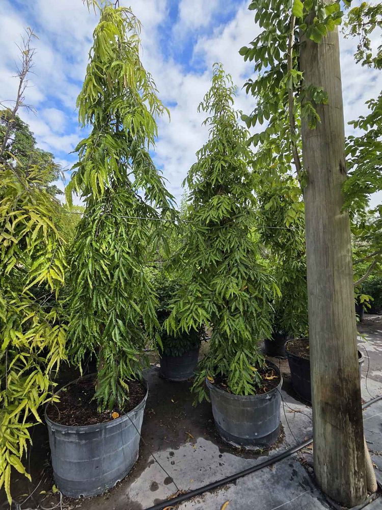 polyalthia-longifolia-pendula-mast-tree-false-ashoka-tree-sorrowless-tree