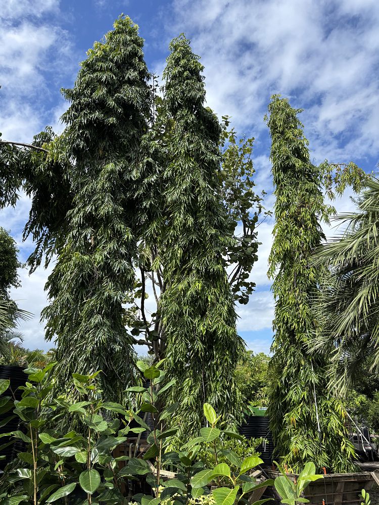polyalthia-longifolia-pendula-mast-tree-false-ashoka-tree-sorrowless-tree