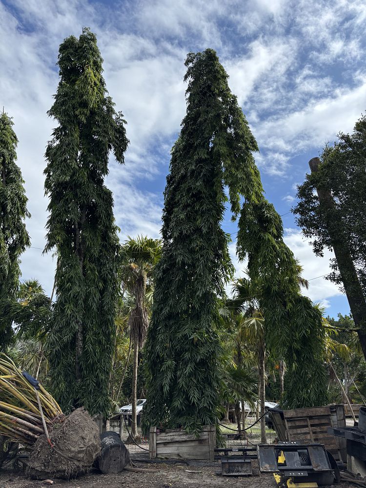 polyalthia-longifolia-pendula-mast-tree-false-ashoka-tree-sorrowless-tree