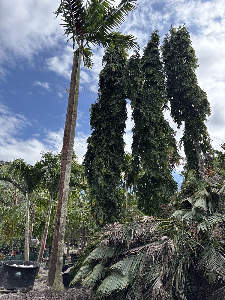 polyalthia-longifolia-pendula-mast-tree-false-ashoka-tree-sorrowless-tree