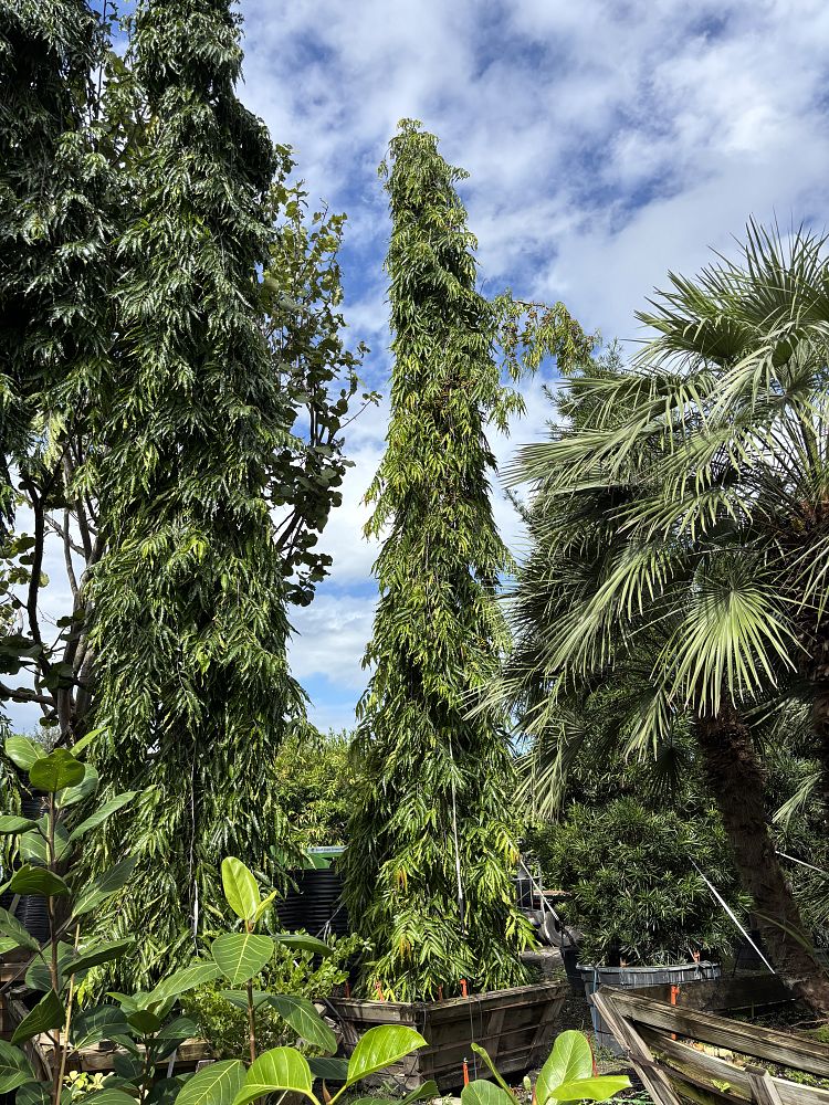 polyalthia-longifolia-pendula-mast-tree-false-ashoka-tree-sorrowless-tree