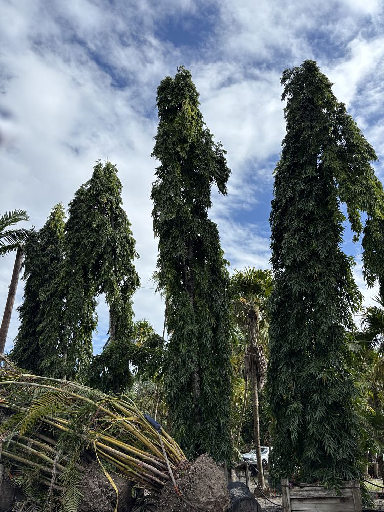 polyalthia-longifolia-pendula-mast-tree-false-ashoka-tree-sorrowless-tree