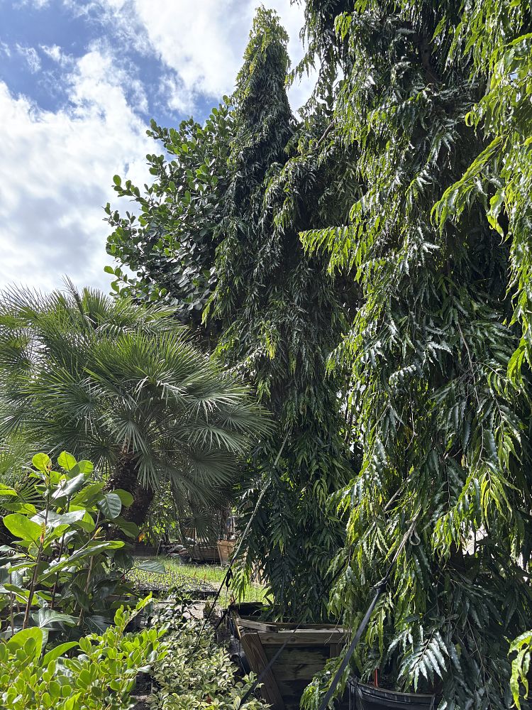 polyalthia-longifolia-pendula-mast-tree-false-ashoka-tree-sorrowless-tree