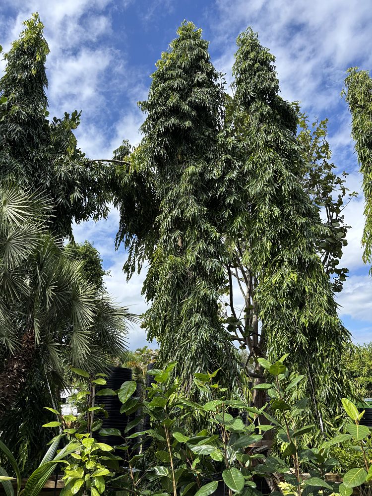 polyalthia-longifolia-pendula-mast-tree-false-ashoka-tree-sorrowless-tree