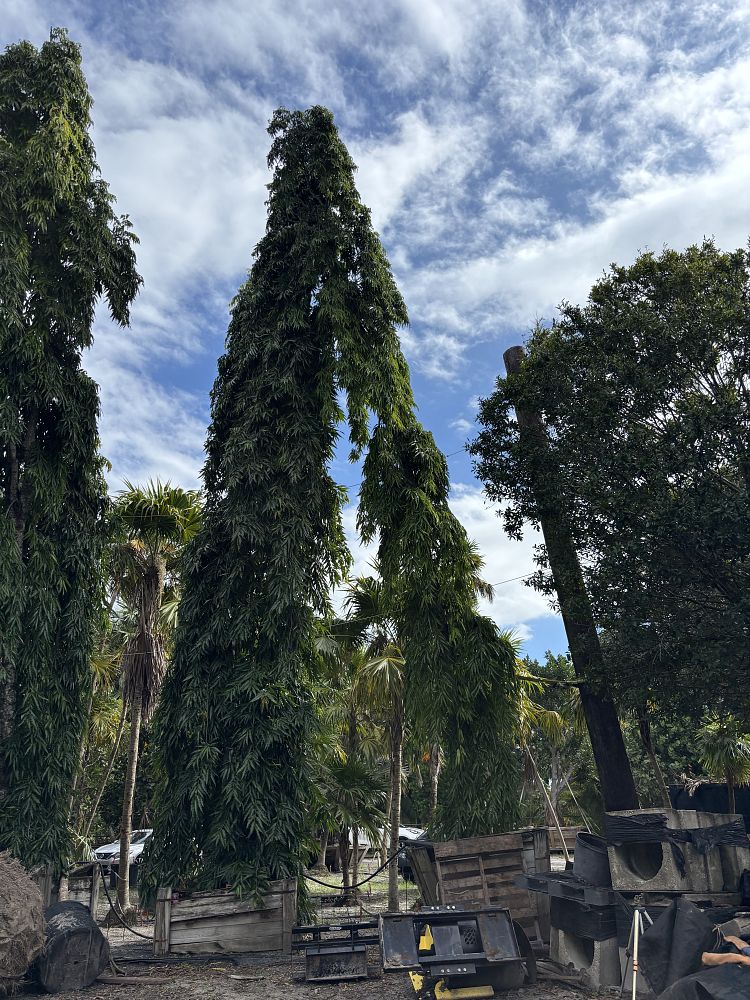 polyalthia-longifolia-pendula-mast-tree-false-ashoka-tree-sorrowless-tree