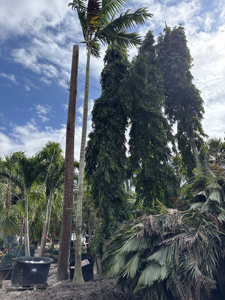 polyalthia-longifolia-pendula-mast-tree-false-ashoka-tree-sorrowless-tree