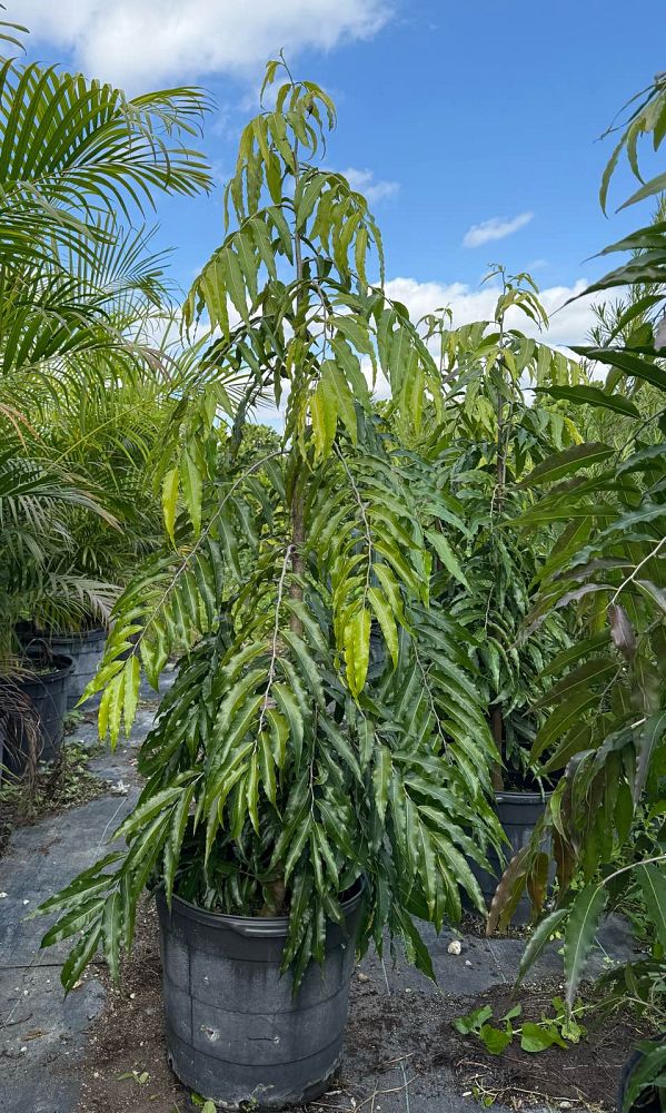 polyalthia-longifolia-pendula-mast-tree-false-ashoka-tree-sorrowless-tree