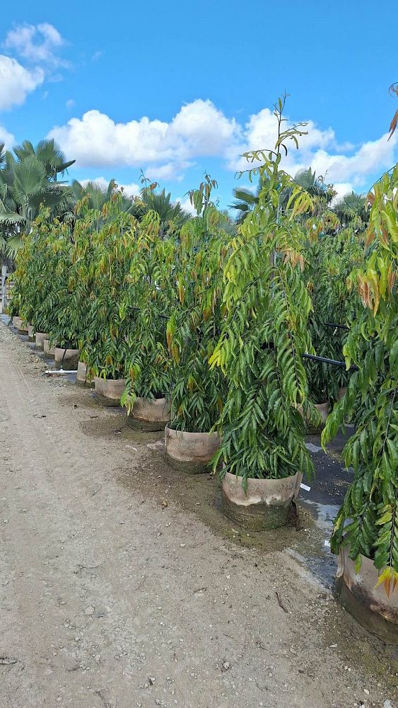 polyalthia-longifolia-pendula-mast-tree-false-ashoka-tree-sorrowless-tree