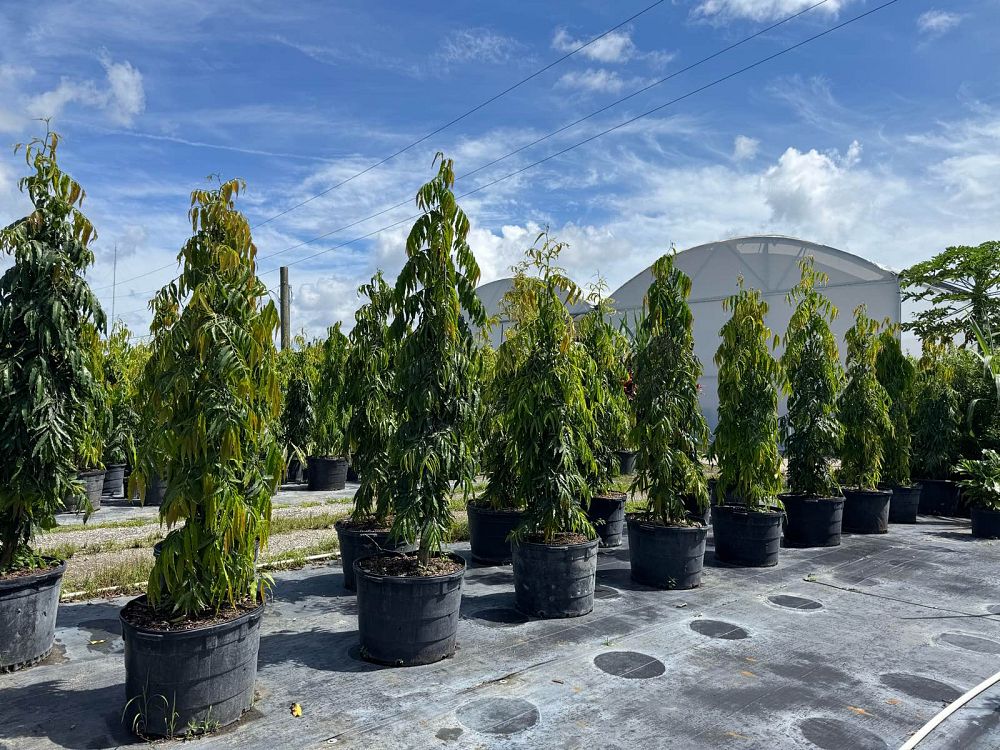 polyalthia-longifolia-pendula-mast-tree-false-ashoka-tree-sorrowless-tree