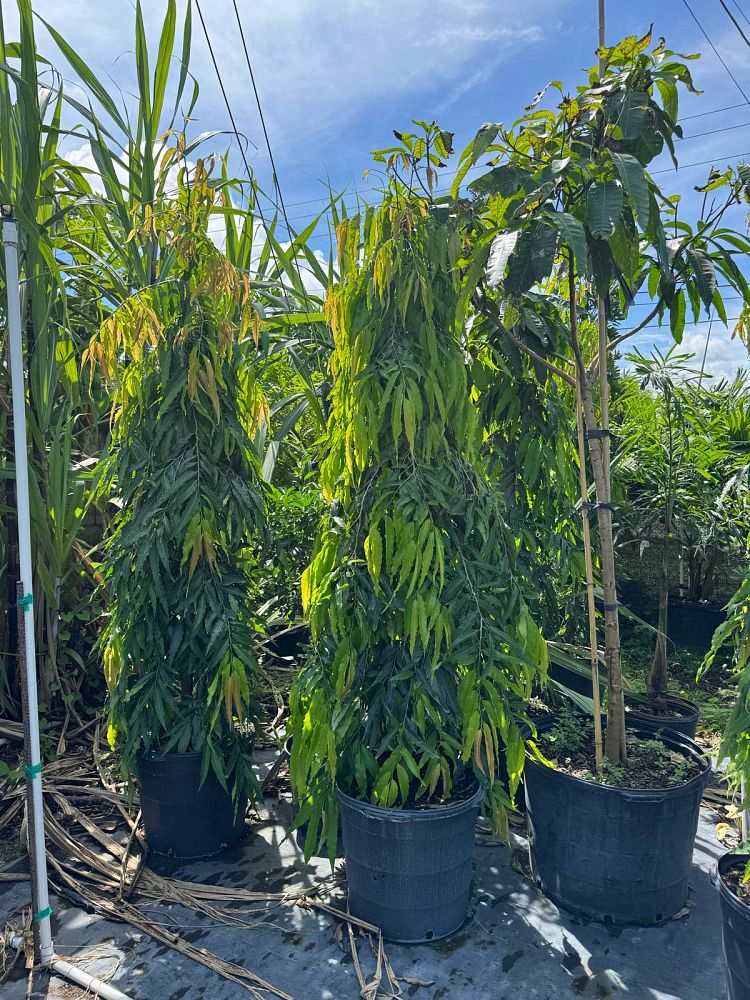 polyalthia-longifolia-pendula-mast-tree-false-ashoka-tree-sorrowless-tree