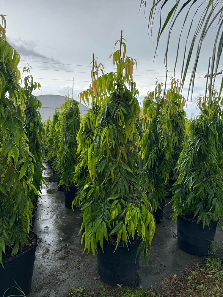 polyalthia-longifolia-pendula-mast-tree-false-ashoka-tree-sorrowless-tree