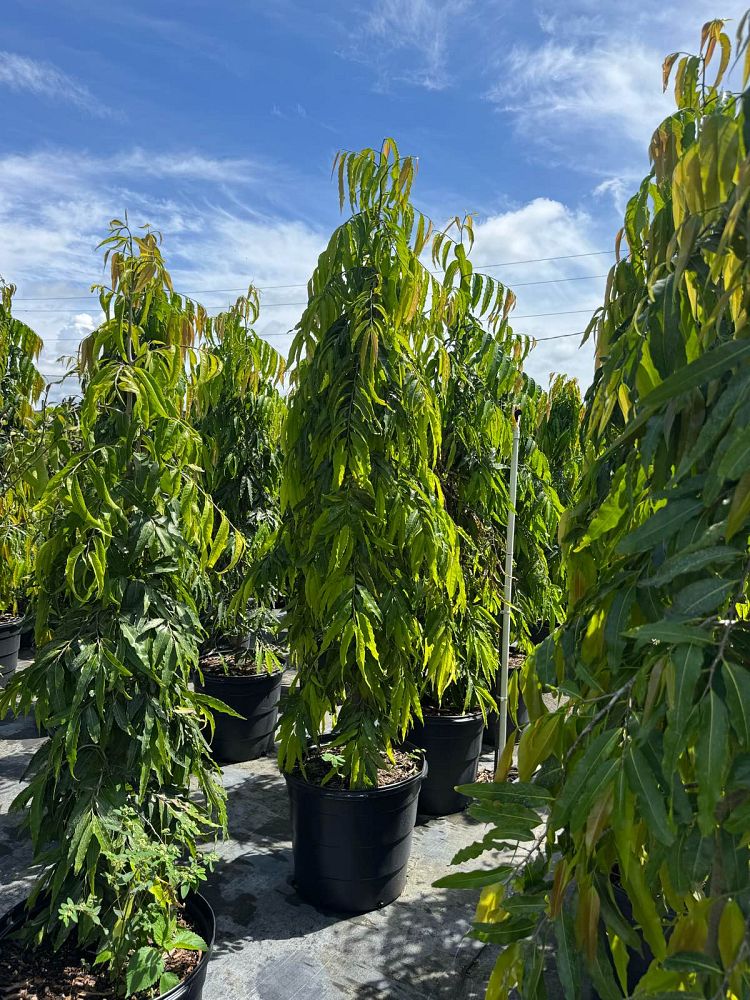 polyalthia-longifolia-pendula-mast-tree-false-ashoka-tree-sorrowless-tree