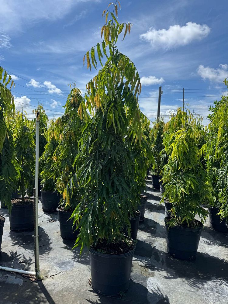 polyalthia-longifolia-pendula-mast-tree-false-ashoka-tree-sorrowless-tree