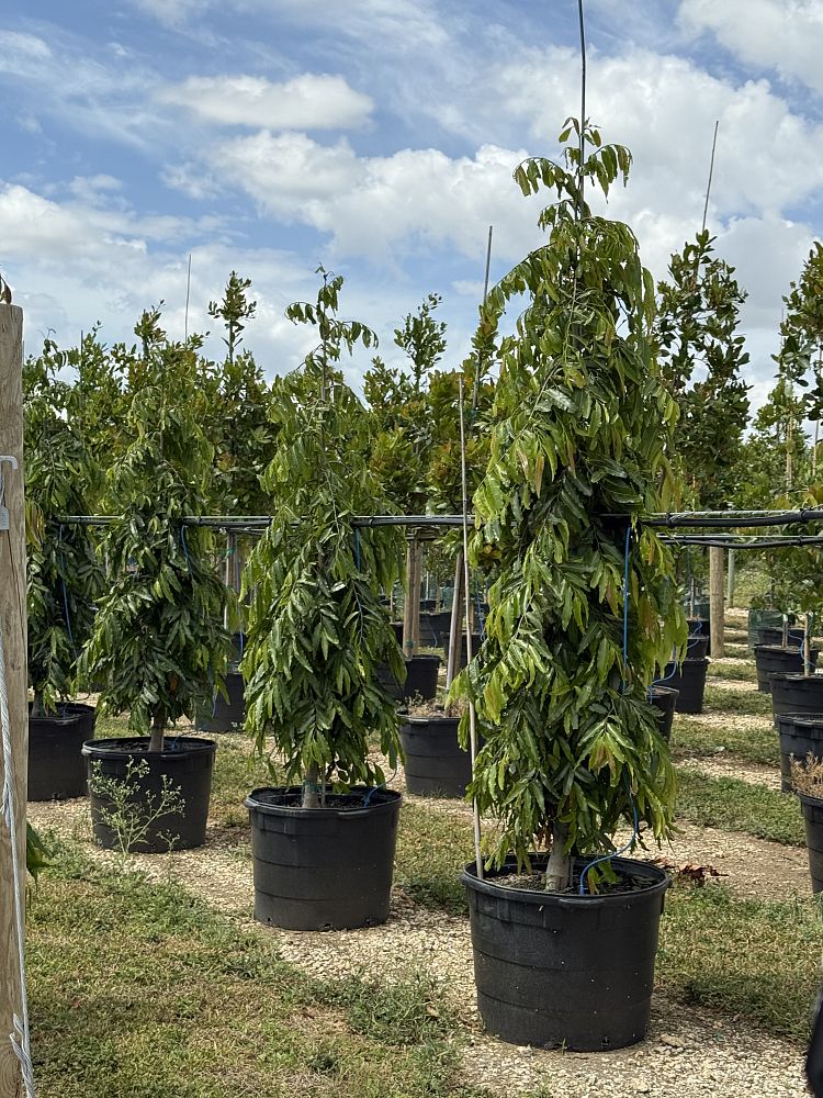 polyalthia-longifolia-pendula-mast-tree-false-ashoka-tree-sorrowless-tree