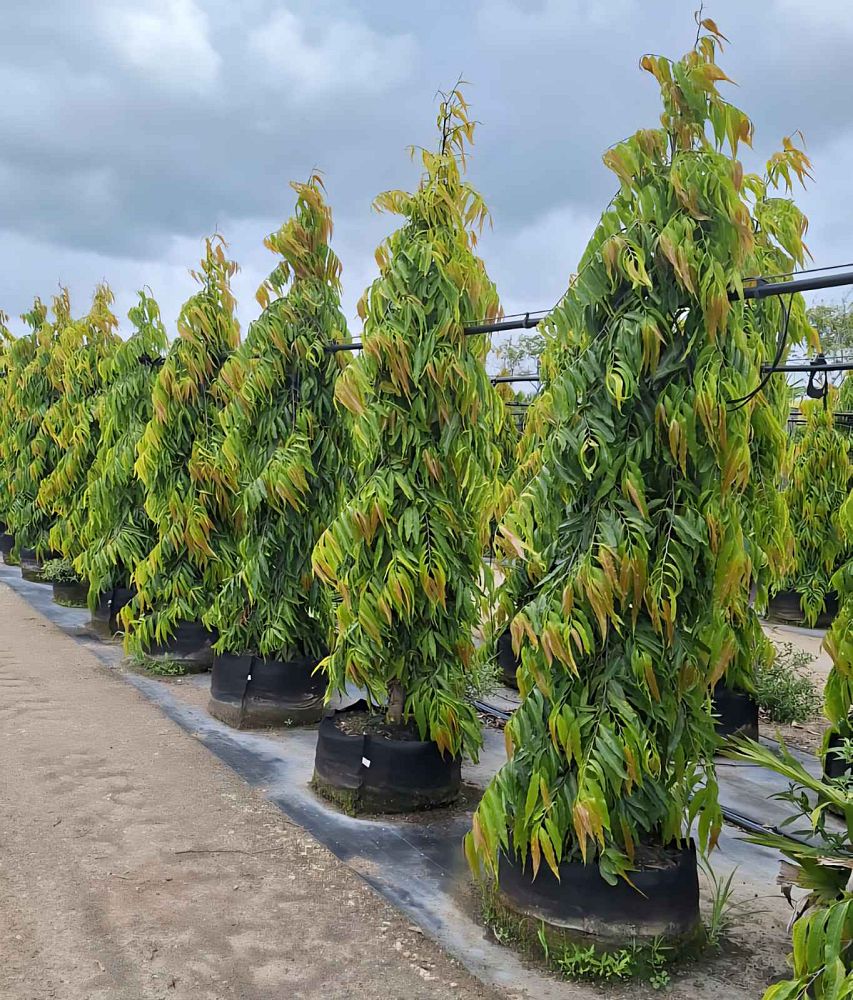 polyalthia-longifolia-pendula-mast-tree-false-ashoka-tree-sorrowless-tree