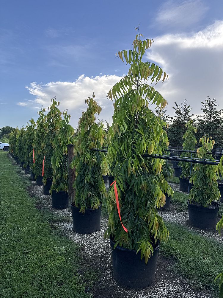 polyalthia-longifolia-pendula-mast-tree-false-ashoka-tree-sorrowless-tree