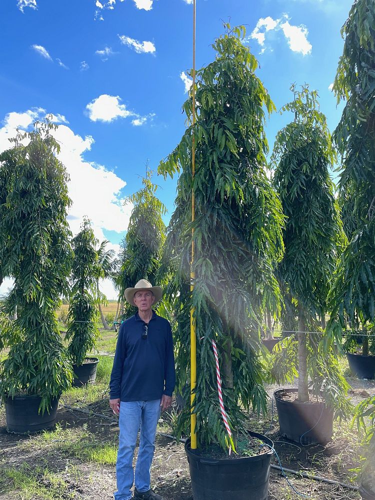 polyalthia-longifolia-pendula-mast-tree-false-ashoka-tree-sorrowless-tree