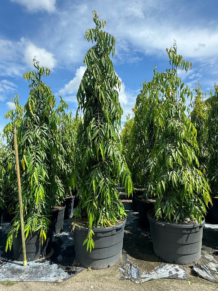 polyalthia-longifolia-pendula-mast-tree-false-ashoka-tree-sorrowless-tree