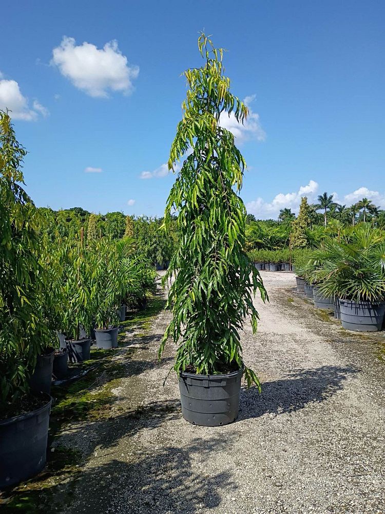 polyalthia-longifolia-pendula-mast-tree-false-ashoka-tree-sorrowless-tree