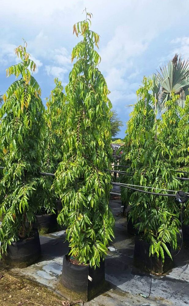 polyalthia-longifolia-pendula-mast-tree-false-ashoka-tree-sorrowless-tree
