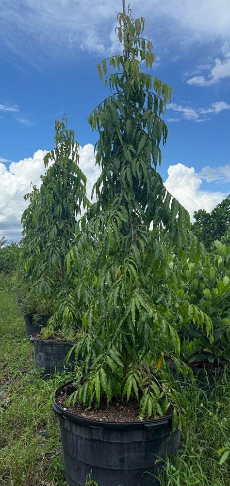 polyalthia-longifolia-pendula-mast-tree-false-ashoka-tree-sorrowless-tree