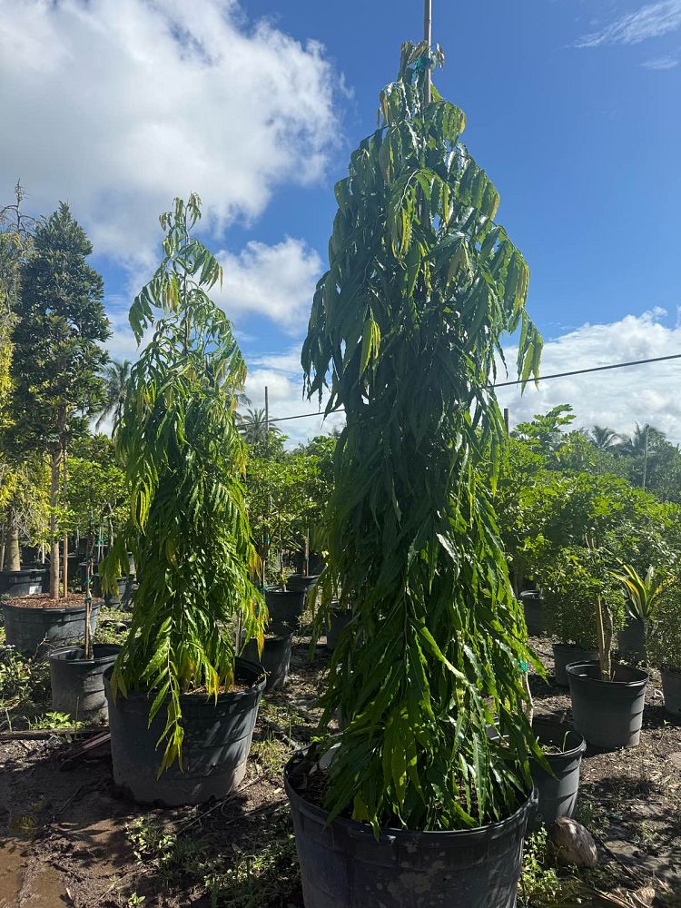 polyalthia-longifolia-pendula-mast-tree-false-ashoka-tree-sorrowless-tree