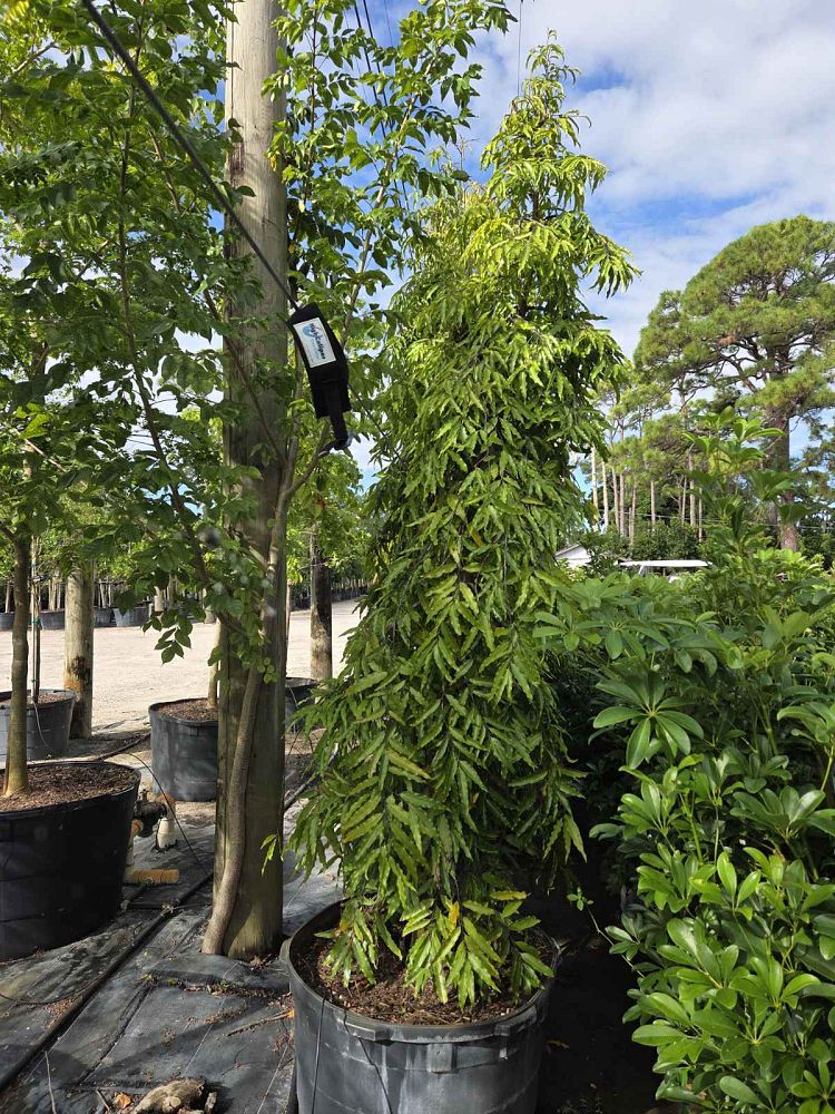 polyalthia-longifolia-pendula-mast-tree-false-ashoka-tree-sorrowless-tree