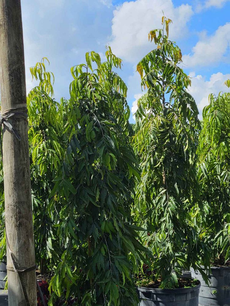 polyalthia-longifolia-upright-mast-tree-false-ashoka-tree-sorrowless-tree