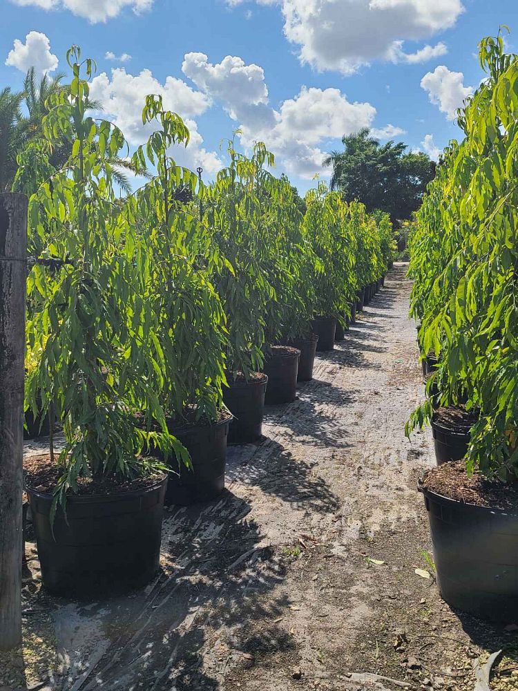 polyalthia-longifolia-upright-mast-tree-false-ashoka-tree-sorrowless-tree