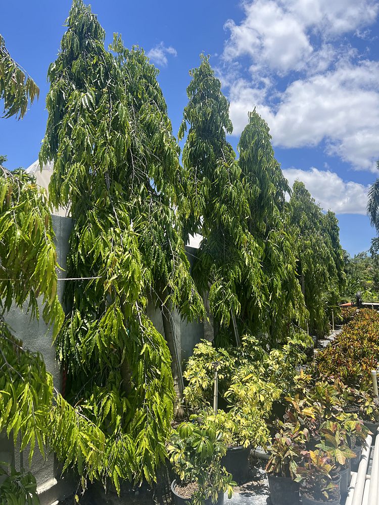polyalthia-longifolia-upright-mast-tree-false-ashoka-tree-sorrowless-tree